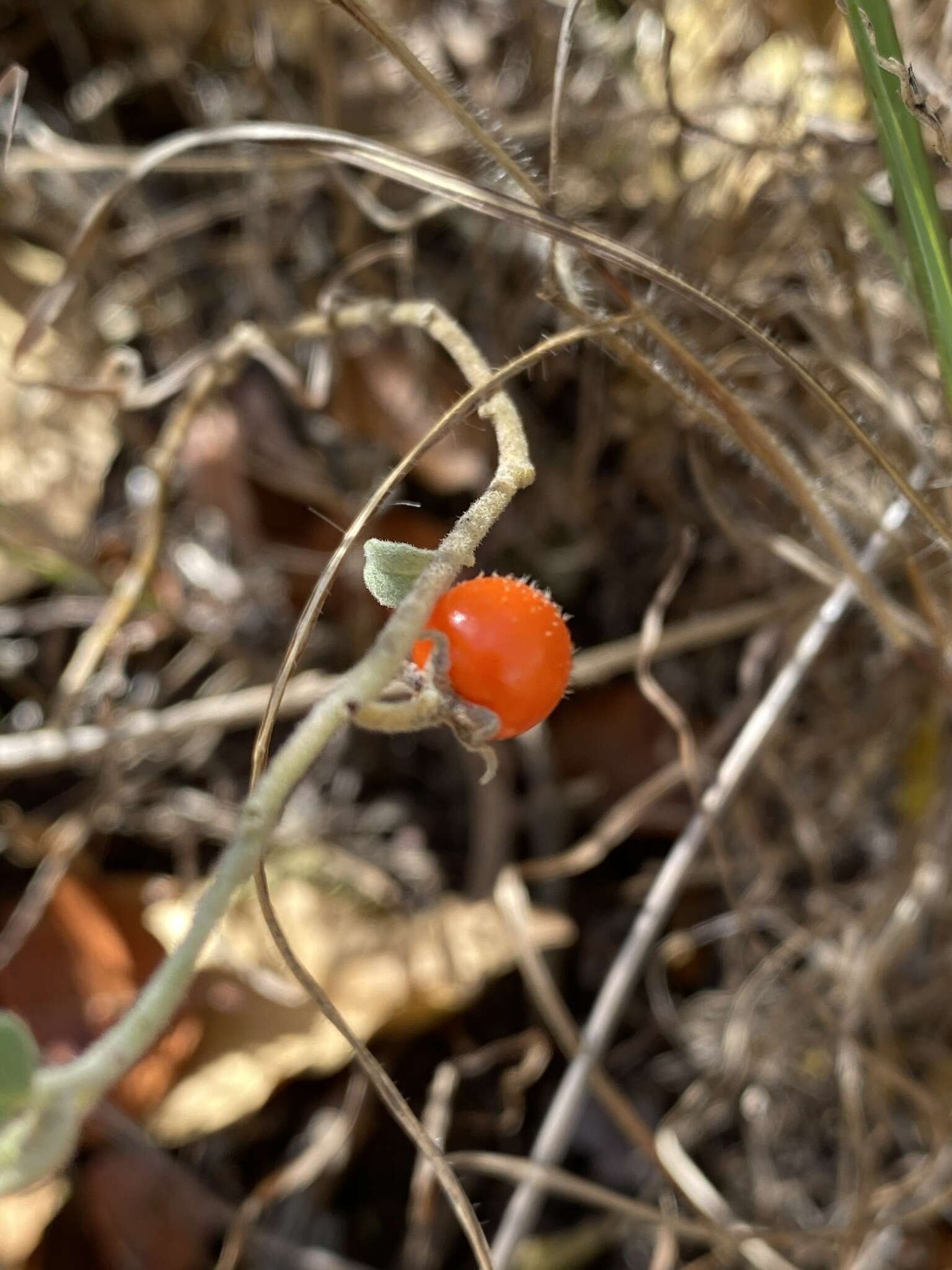 Image of Solanum catombelense Peyr.