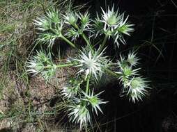 Image of Wright's Eryngo