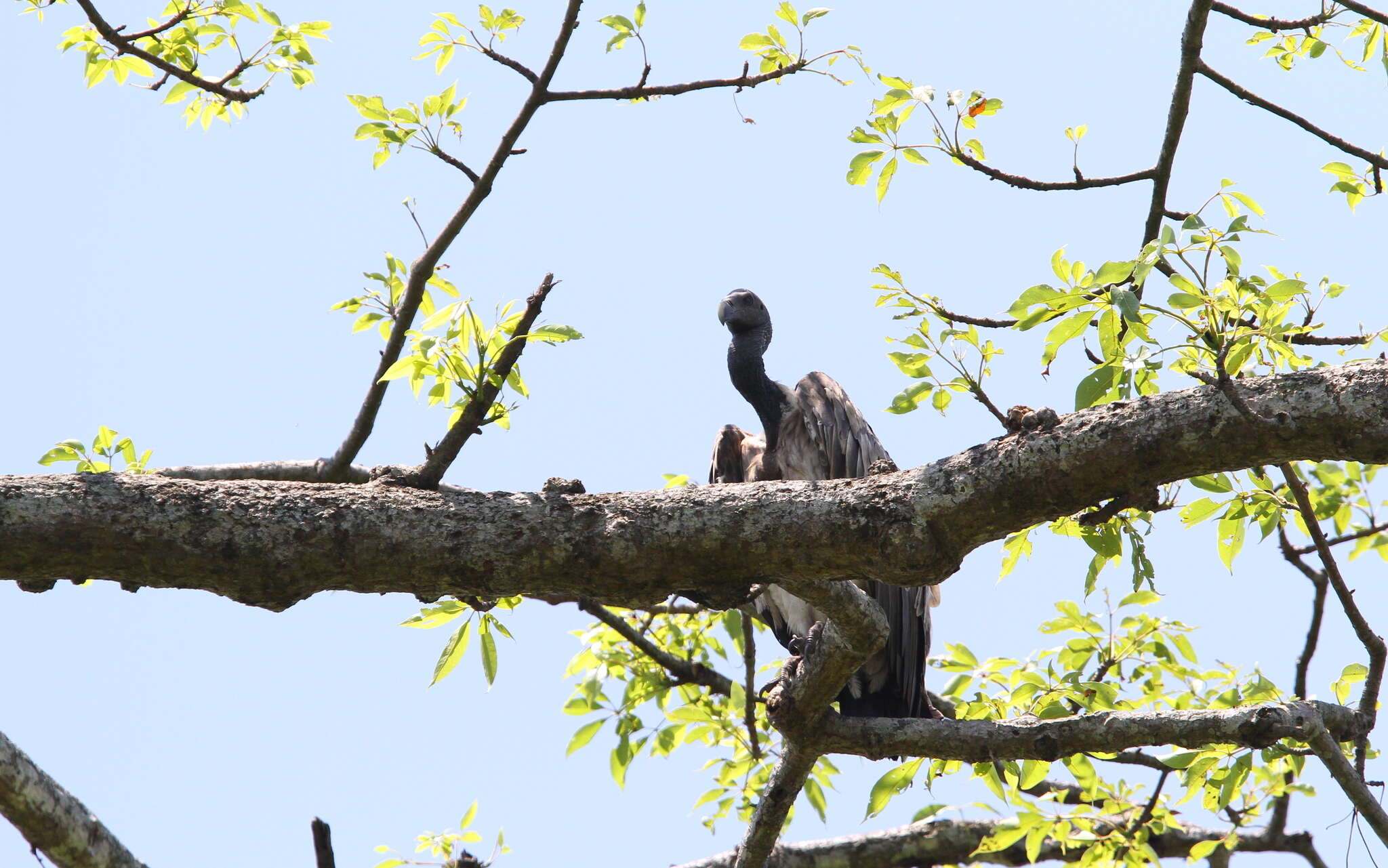 Image of Slender-billed Vulture