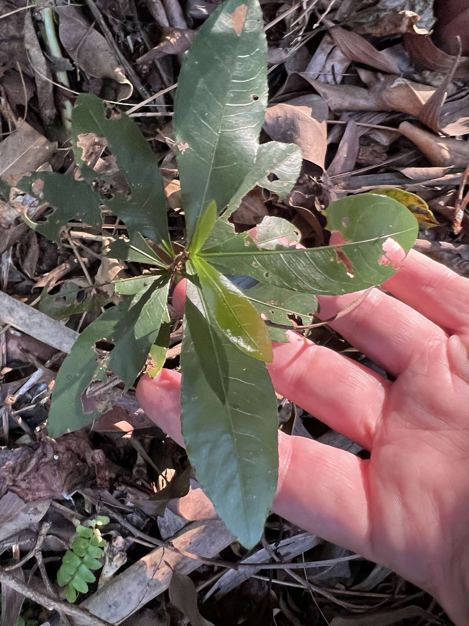 Image de Ochna atropurpurea DC.