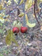 Sivun Rosa woodsii subsp. woodsii kuva