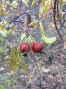 Image of Woods' rose