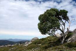 Image of snow gum