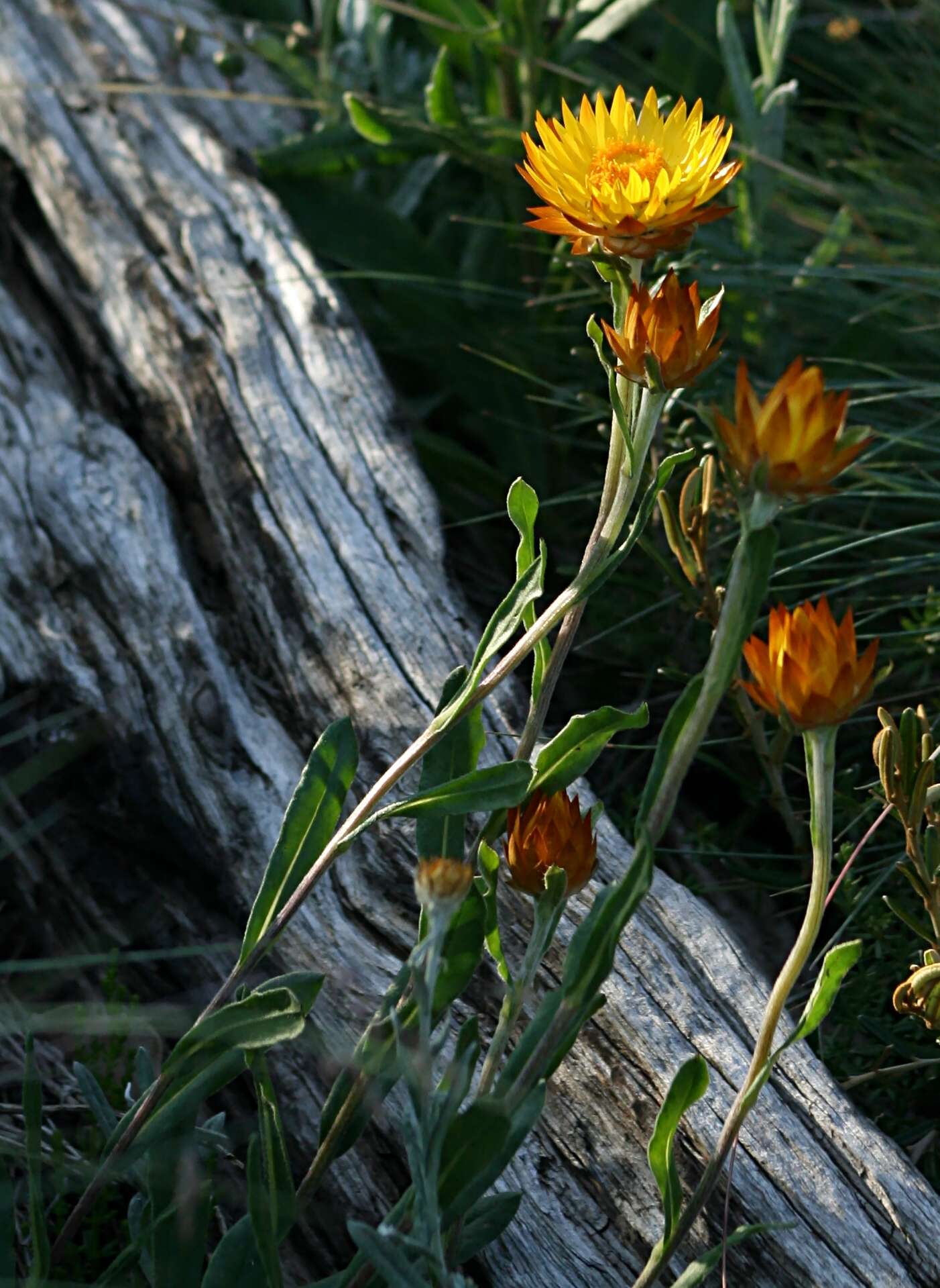 Image of Xerochrysum subundulatum