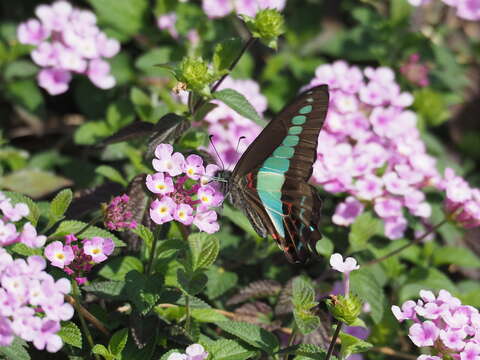 صورة Graphium sarpedon (Linnaeus 1758)