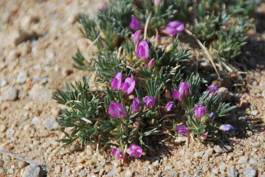 Image of Oxytropis aciphylla Ledeb.