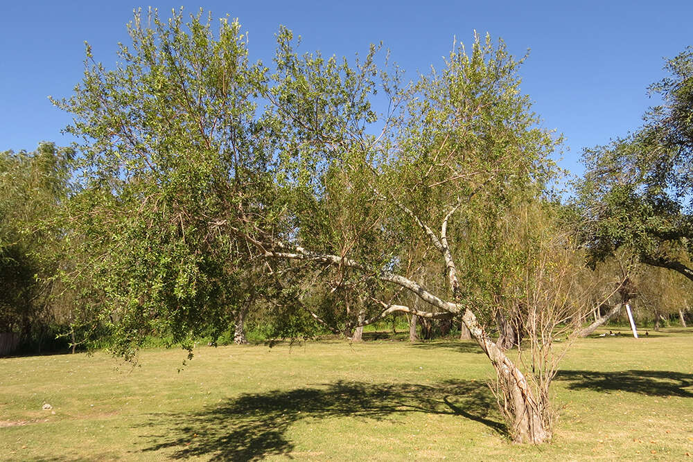 Image of Terminalia australis Cambess.