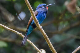 Image de Guêpier à moustaches bleues