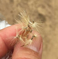 Image of Ericameria fasciculata (Eastw.) J. F. Macbr.