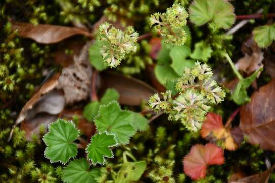 Image of Lachemilla pectinata (Kunth) Rothm.