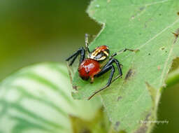 Image of Brown Flower Spider