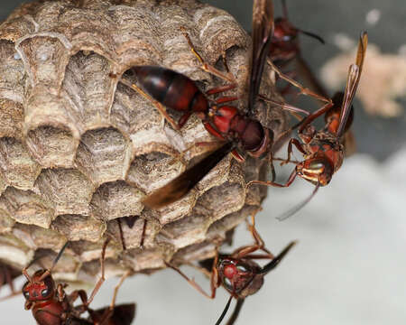 Image of Polistes tenebricosus Lepeletier 1836