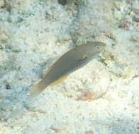 Image of Blue-lined wrasse