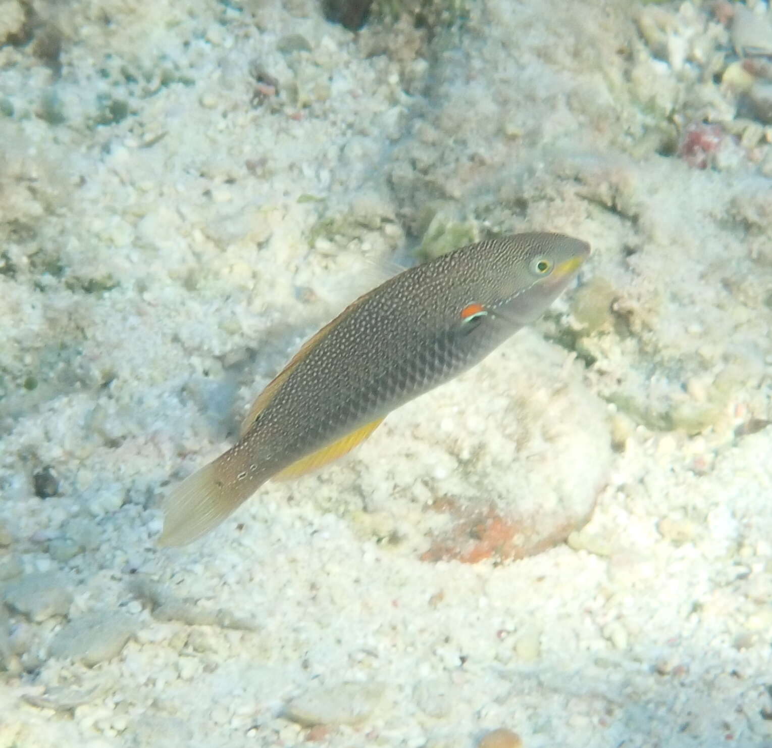 Image of Blue-lined wrasse