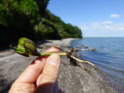 Image of Avicennia marina subsp. australasica (Walp.) J. Everett