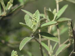 Image of Torrey's croton