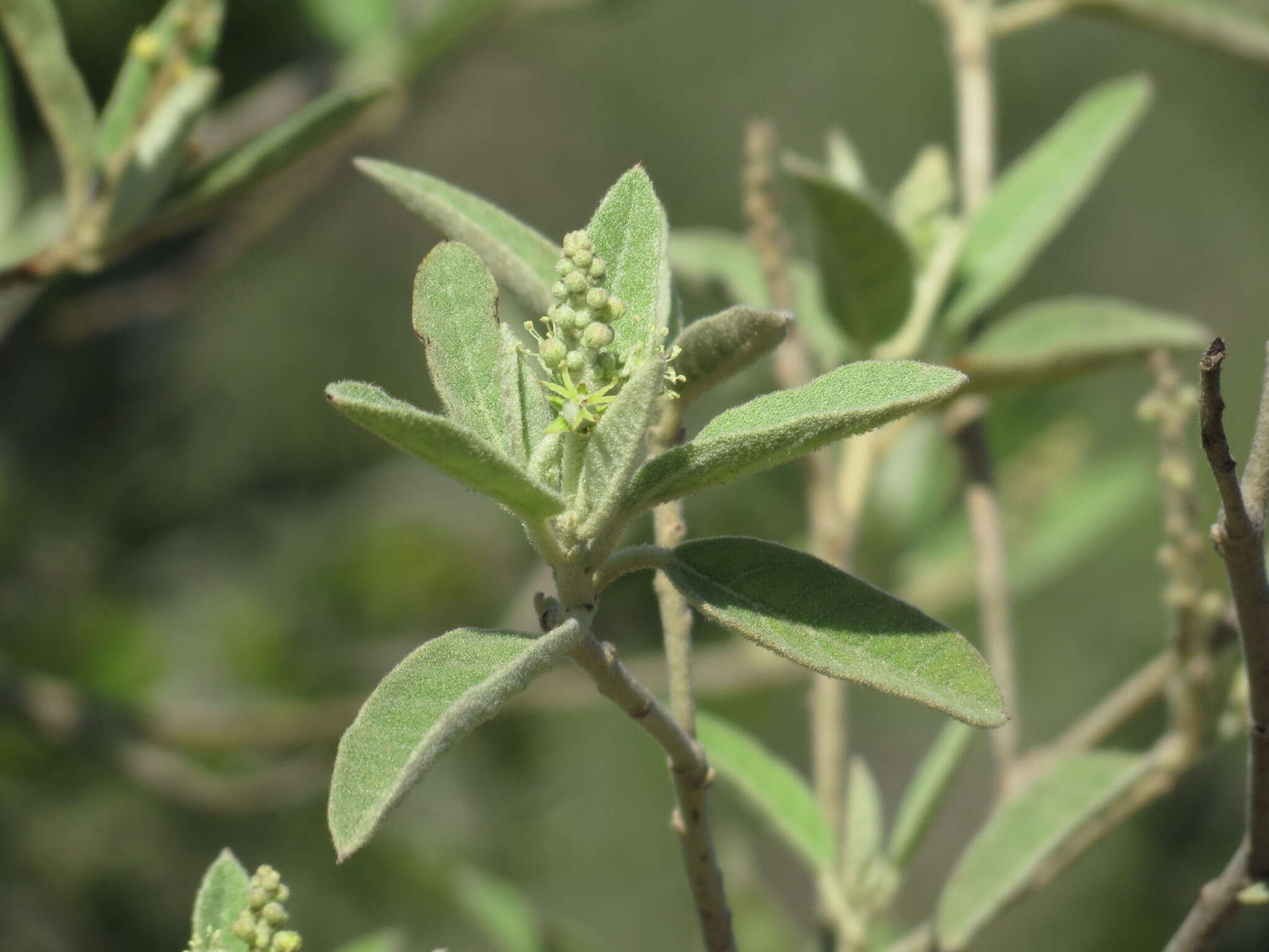 Image of Torrey's croton