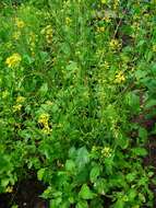 Image of black mustard