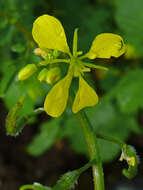 Image of black mustard