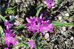 Image of Lachenalia paucifolia (W. F. Barker) J. C. Manning & Goldblatt