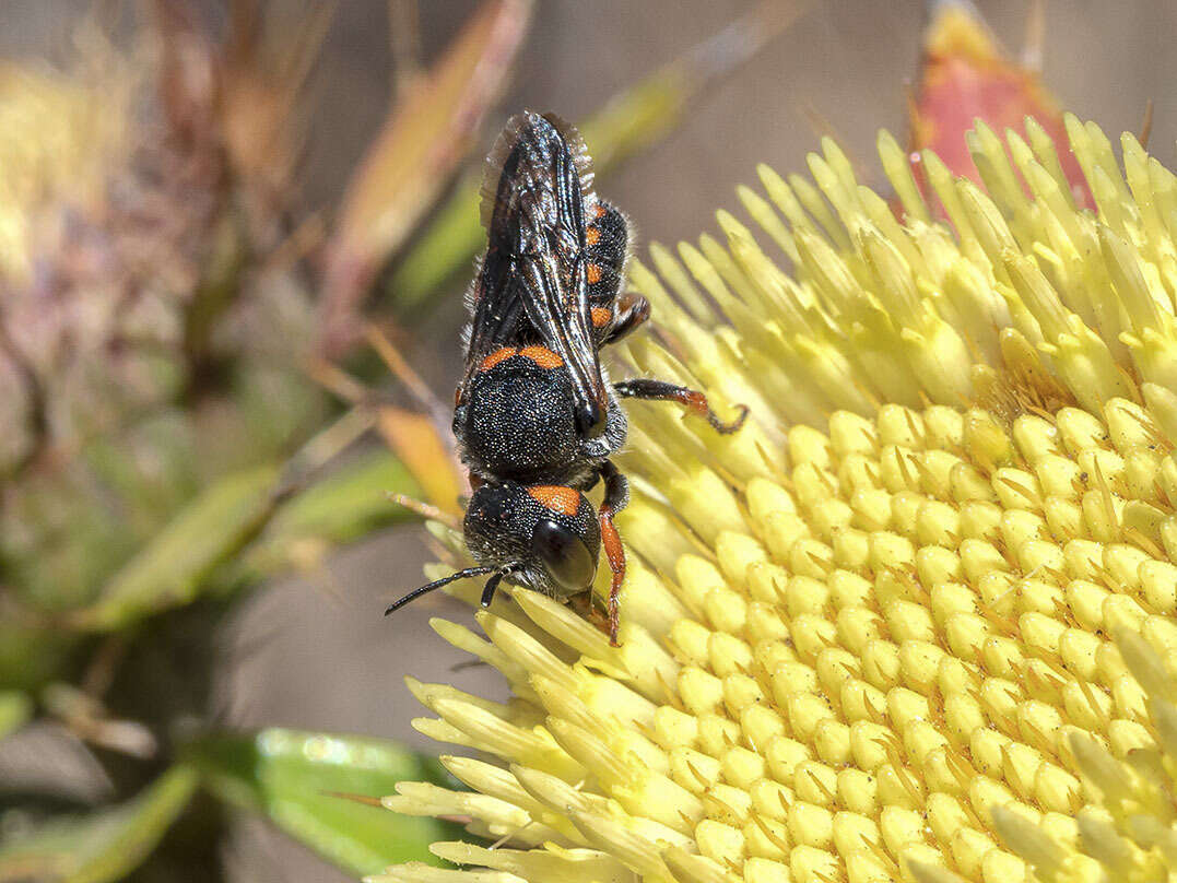 Image de Pseudoanthidium canariense (Mavromoustakis 1954)