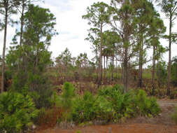 Image of Slash Pine