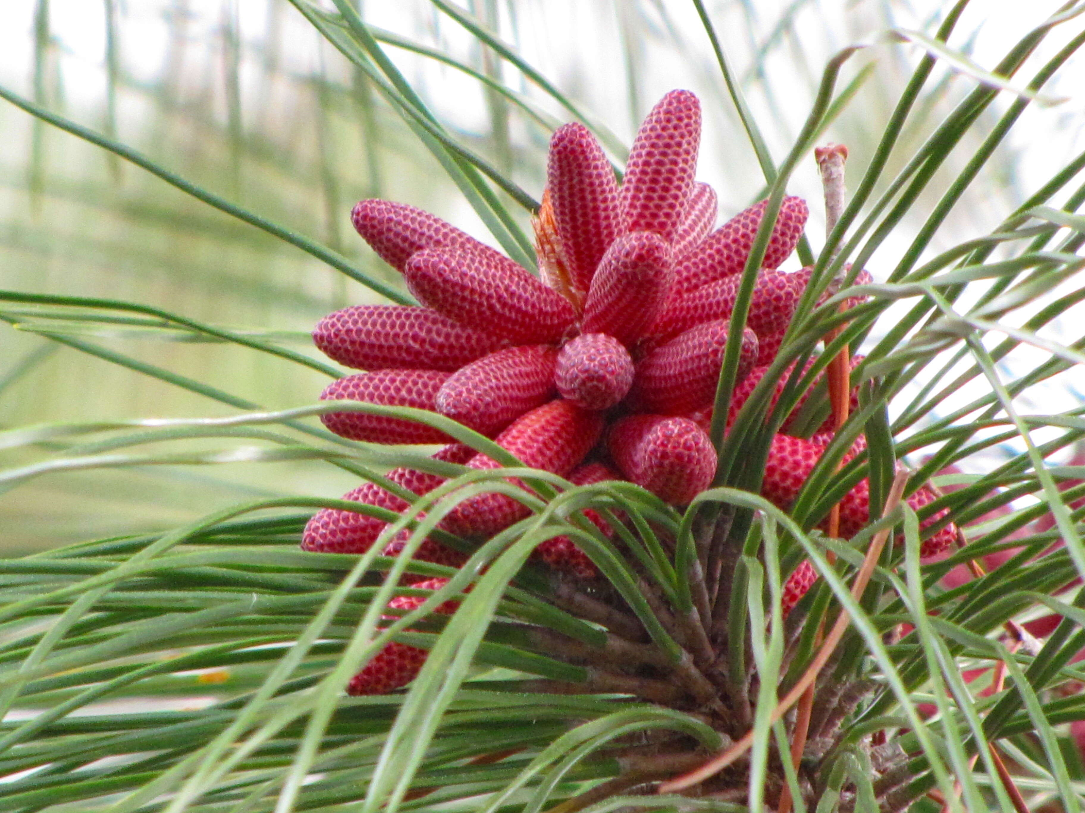 Image of Slash Pine