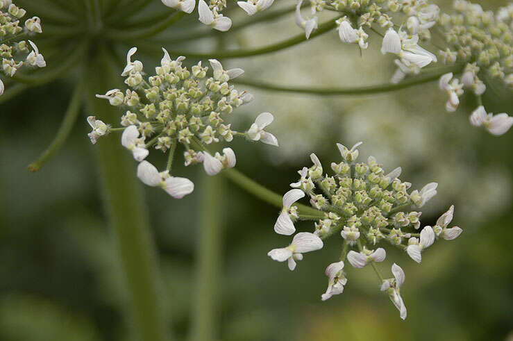 Image of Heracleum persicum Desf.