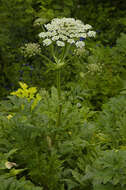 Image of Heracleum persicum Desf.