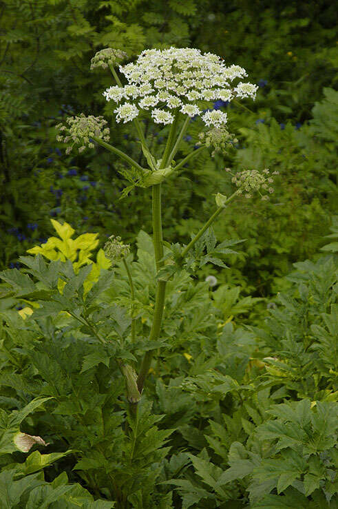 Слика од Heracleum persicum Desf.