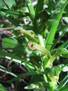 Plancia ëd Dactylorhiza viridis (L.) R. M. Bateman, Pridgeon & M. W. Chase