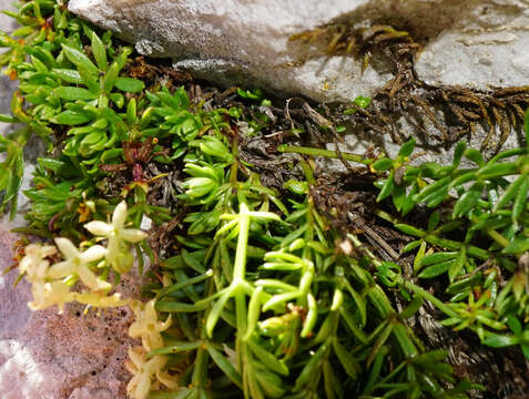 Image of Galium noricum Ehrend.