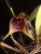 Image of masdevallia