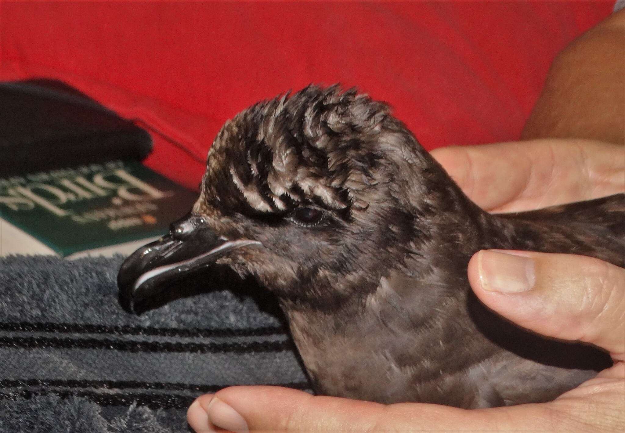 Image of Great-winged Petrel