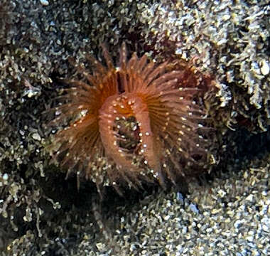 Image of blood-red tubeworm