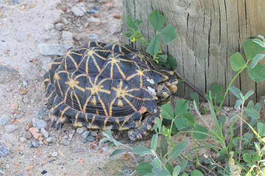 Image of Western Tent Tortoise