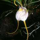 Image of Masdevallia mejiana Garay