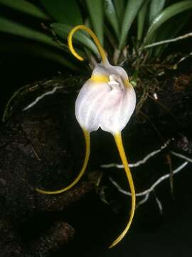 Image of Masdevallia mejiana Garay