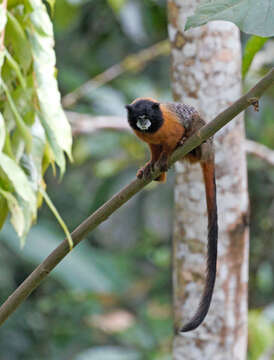 Image of golden-mantled tamarin