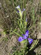 Image of giant blue iris