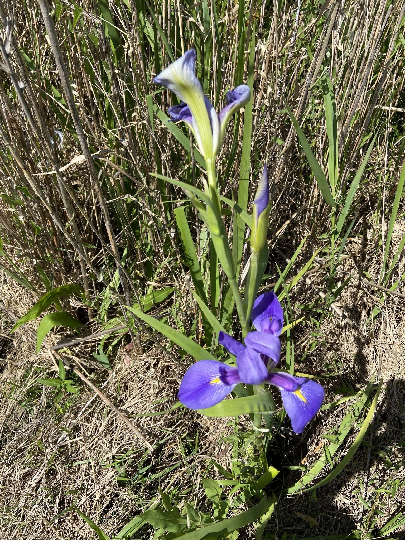 Image of giant blue iris