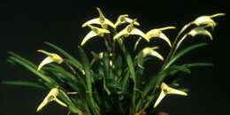 Image of masdevallia