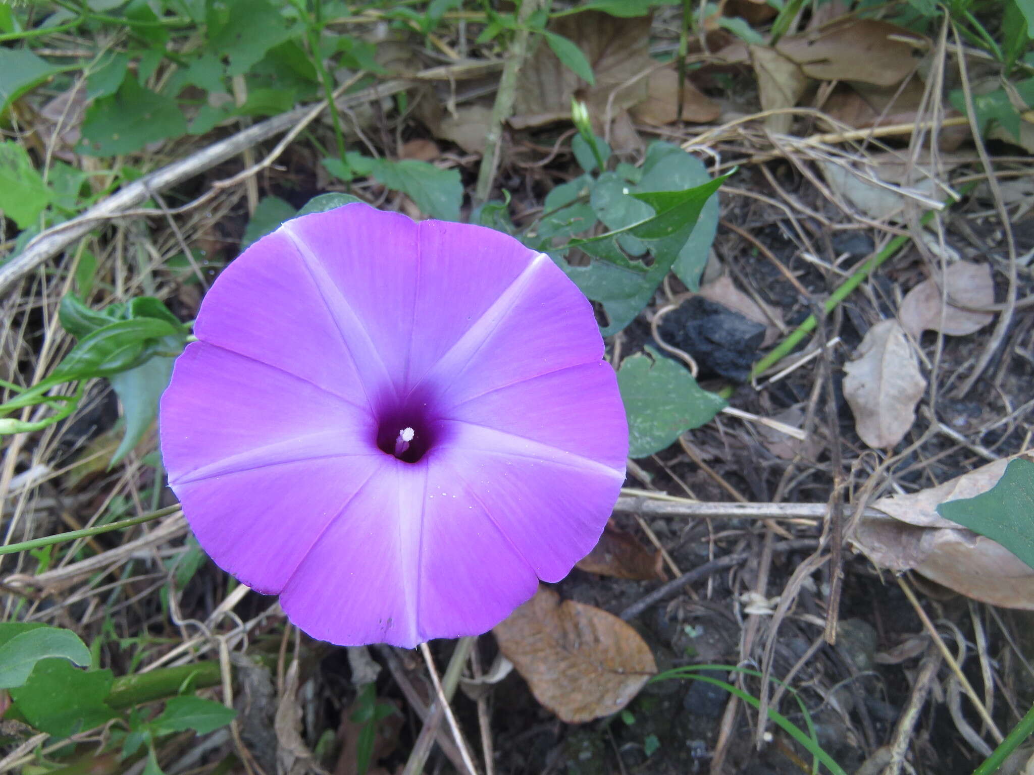 Plancia ëd Ipomoea splendor-sylvae House