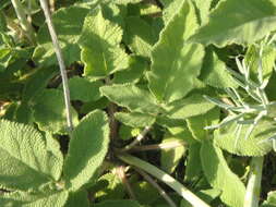 Image of Salvia ringens Sm.