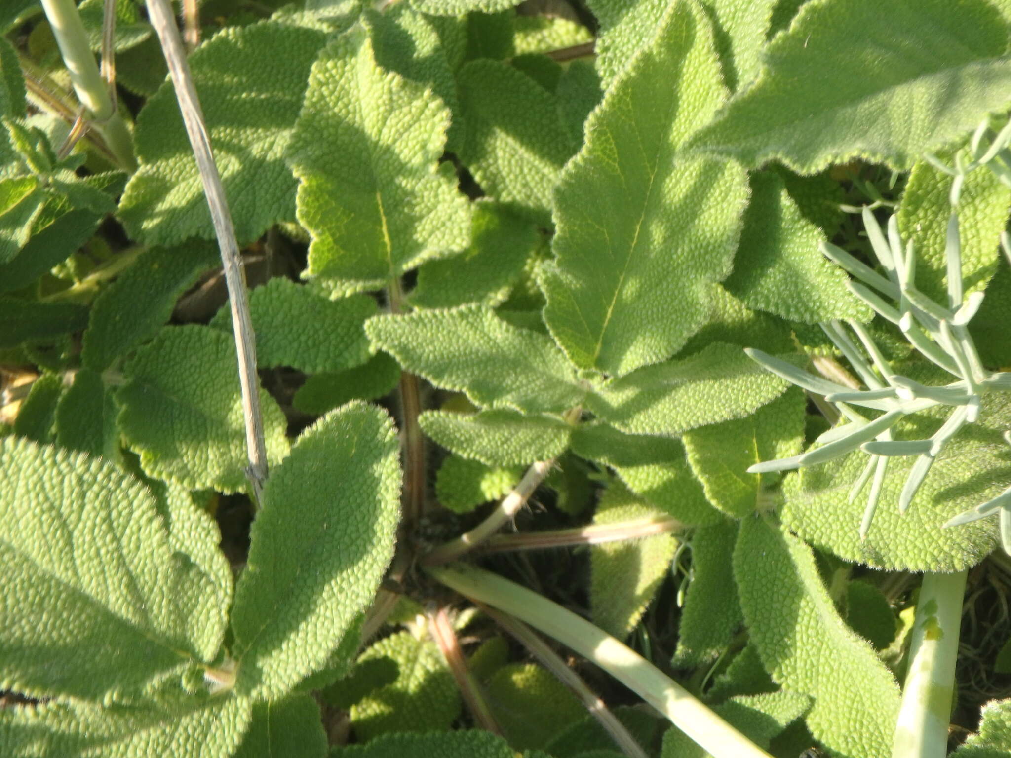 Image of Salvia ringens Sm.