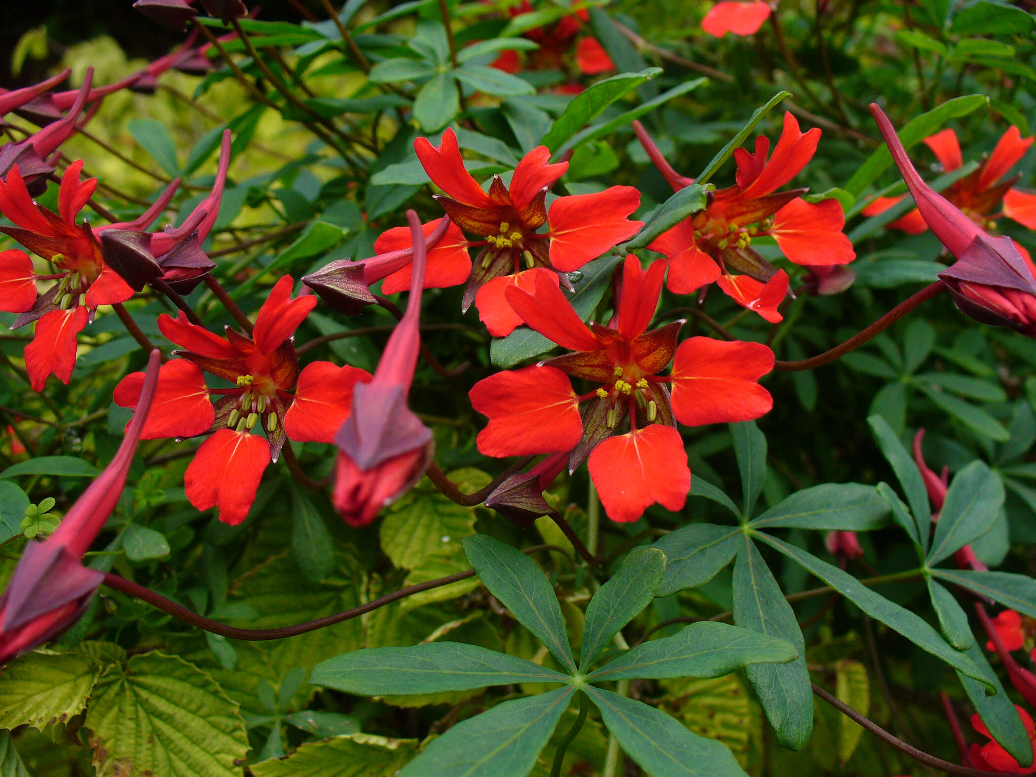 Image of nasturtium