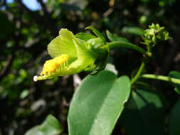 Image of swampmallow