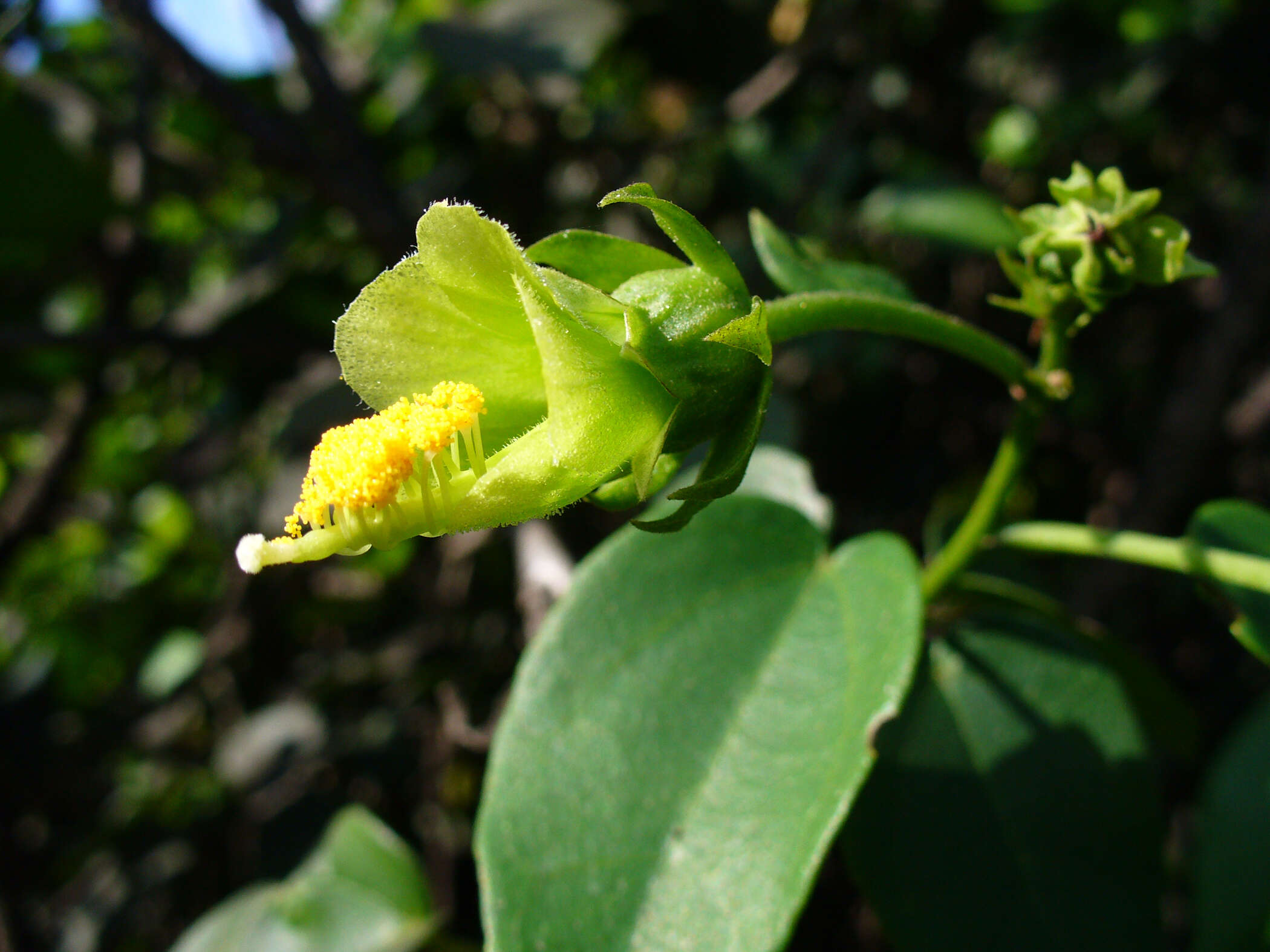 Image of swampmallow