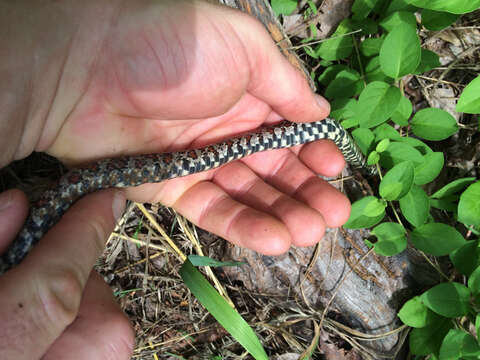 Image of milk snake