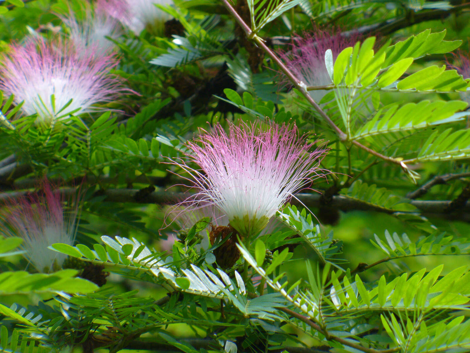 Image of Surinamese stickpea